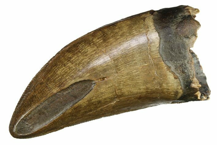 Robust, Fossil Tyrannosaurus (T-Rex) Tooth - Wyoming #294950